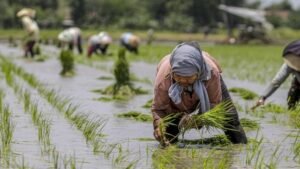 antarafoto-pemerintahan-prabowo-gibran-jamin-ketersediaan-pupuk-bagi-petani-171024-mm-3_ratio-16x9