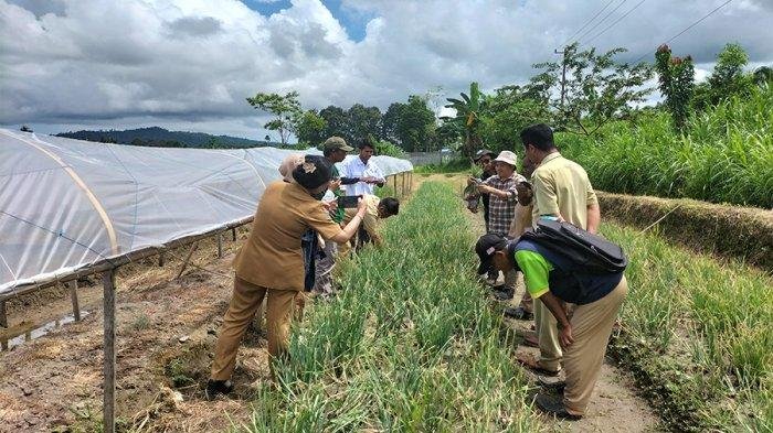 memanen-bawang-merah-di-area-persawahan-Kampung-Prafimulya