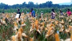potret-panen-jagung-di-food-estate-papua-2_169