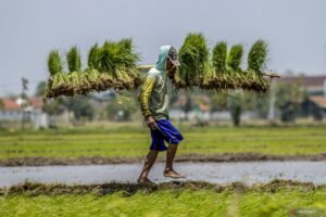 pemerintahan-prabowo-gibran-jamin-ketersediaan-pupuk-bagi-petani-171024-mm-1