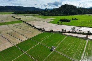 image_bank_2025_02_02_170039.146-swasembada-pangan-integrasi-kebijakan-untuk-kemandirian-indonesia-1