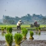 pemerintah_dorong_swasembada_pangan_68986