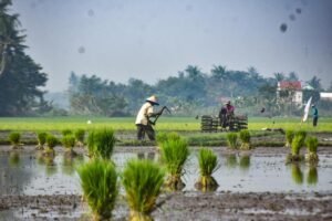 pemerintah_dorong_swasembada_pangan_68986