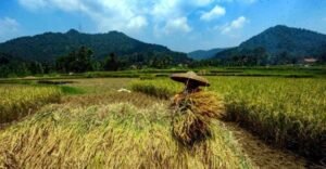tak-impor-sampai-tahun-depan-swasembada-beras-sudah-tercapai_262667