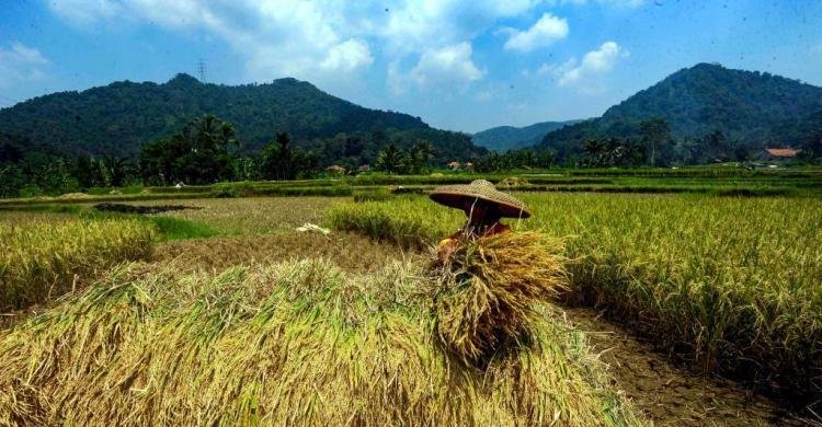 tak-impor-sampai-tahun-depan-swasembada-beras-sudah-tercapai_262667