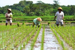 Prabowo-Mau-Bangun-Food-Estate-Raksasa-di-Wanam-Papua-Demi-Wujudkan-Swasembada-Pangan