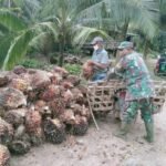 2023-08-11-duh-harga-sawit-di-jambi-turun-lagi-berikut-ini-daftarnya