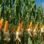 KEBUN-JAGUNG-3457900342