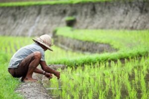 antisipasi-krisis-pangan-pemerintah-akan-buka-lahan-sawah-900-ribu-hektare-lwg