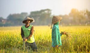 ilustrasiswasembadapangan