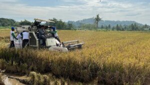 07012026-panen-padi-banyumas