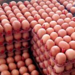 Pemerintah Perkuat Swasembada Protein melalui Hilirisasi Ayam Terintegrasi