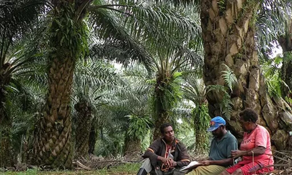 Kelapa-Sawit-4018355310