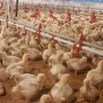 Swasembada Protein Dimulai, Pemerintah Garap Hilirisasi Ayam Terintegrasi