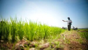 ilustasi-petani-memanen-sawah