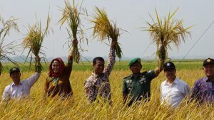 varietas-ipb-3s-inovasi-terbaru-kementan-capai-kedaulatan-pangan_20151109_150332