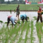 Gerakan-Tanam-Padi-Serentak-Kodim-0722-Kudus-1024x551