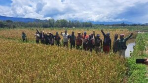 Sawah-d-jjw-22-feb-25