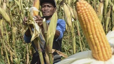 antarafoto-produksi-jagung-periode-januari-juli-2025-1748848921_1115_ratio-16x9