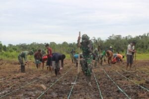 ketahanan-pangan-di-papua-696x464