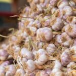 Bawang-Putih