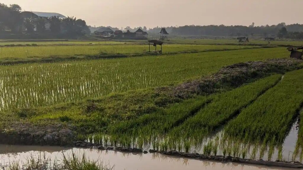 Sawah-di-Batanghari