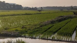 Sawah-di-Batanghari