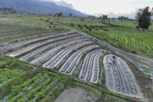 Diversfikasi-tanaman-pertanian-di-Sigi-180425-bmz-1