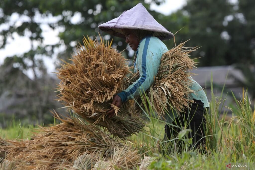 harga-gabah-petani-saat-panen-raya-220225-apls-1