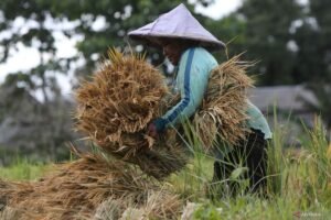 harga-gabah-petani-saat-panen-raya-220225-apls-1