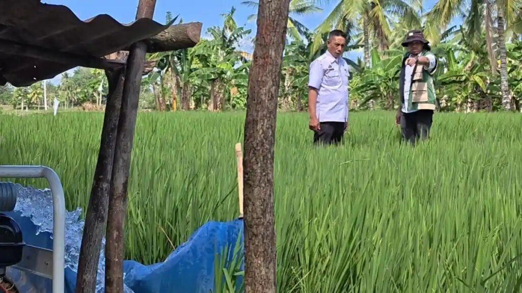 KEKERINGAN-SAWAH-Kepala-Dinas-Tanaman-Pangan-dan-Hortikultura-Pinrang-Andi-Rudi-Sinapat