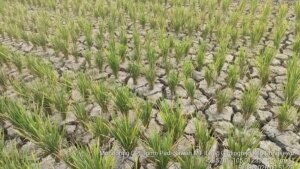 kondisi-sawah-puso-di-Pringsewu